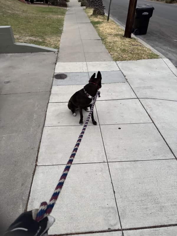 A picture of a black dog named Bowie sitting, taken on September 26 2024 at 6:34 am